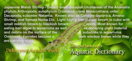 Japanese Marsh Shrimp - Definition at AquaticDictionary.com